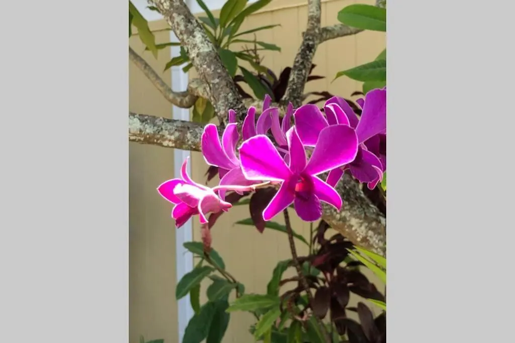 Hidden Gem! Turtle Bay Hideaway-85 Apartment Kahuku 0*,  United States